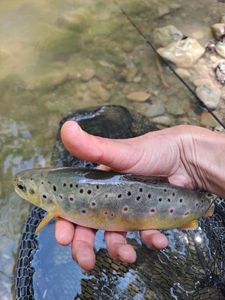 Brown Trout