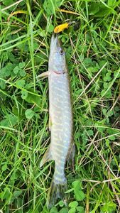 Northern Pike