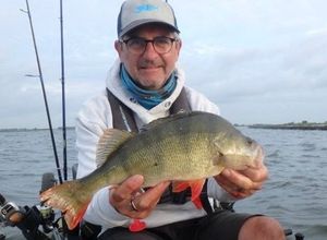 European Perch