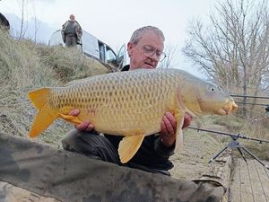 Common Carp