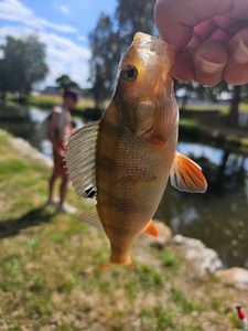 European Perch