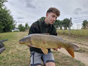 Common Carp