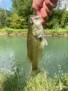 Largemouth Bass