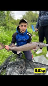 Sturgeon