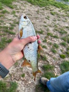 Roach
