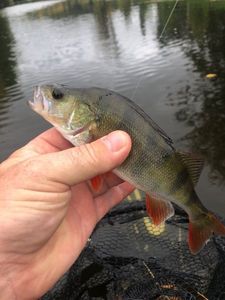 European Perch