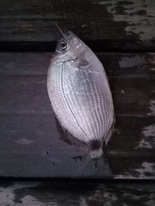 Saddled Seabream