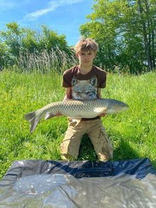 Grass Carp