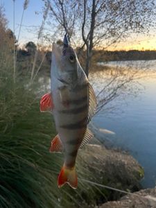 European Perch