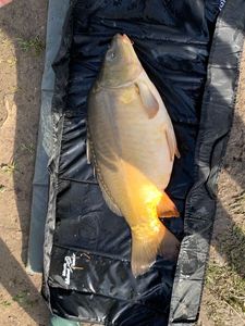 Leather Carp