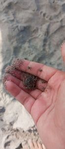 Warty Crab
