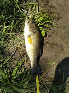Smallmouth Bass