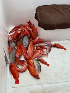 Blacktip Grouper