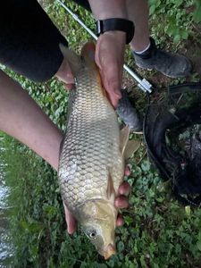 Common Carp