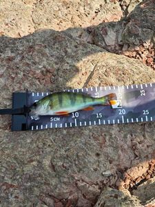 European Perch