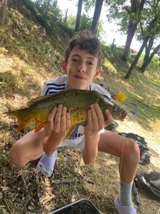 Mirror Carp