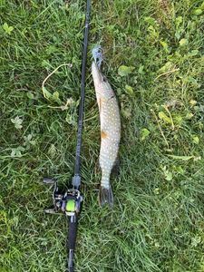 Northern Pike