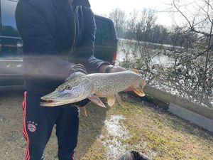 Northern Pike