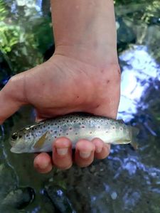 Brown Trout