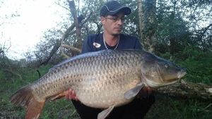Common Carp