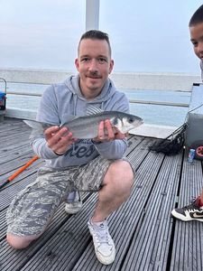 European Bass (Seabass)