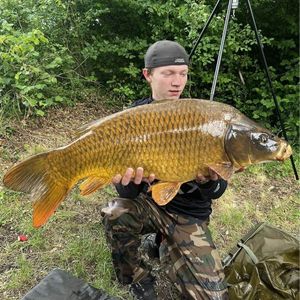 Common Carp