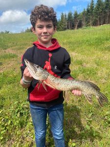 Northern Pike