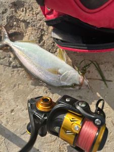 Greater Amberjack
