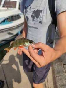 European Perch