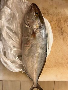 Greater Amberjack