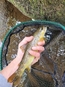Brown Trout