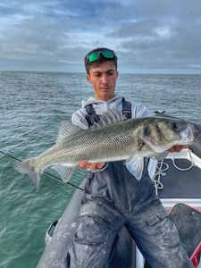 European Bass (Seabass)