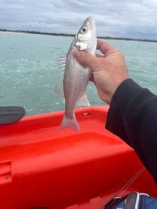 European Bass (Seabass)