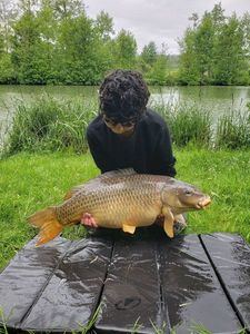 Common Carp