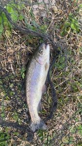 Rainbow Trout