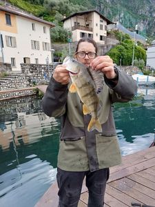 European Perch