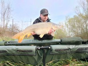 Common Carp