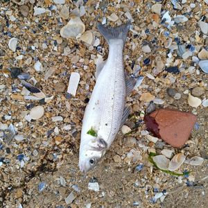 European Bass (Seabass)