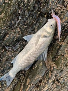 European Bass (Seabass)
