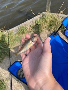 Common Minnow
