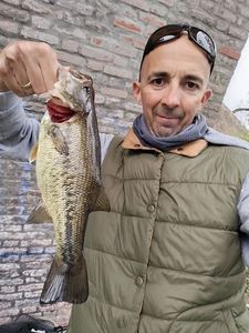 Largemouth Bass