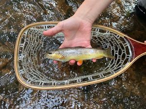 Brown Trout