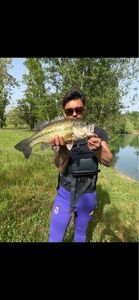 Largemouth Bass
