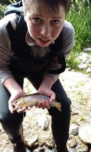 Brown Trout