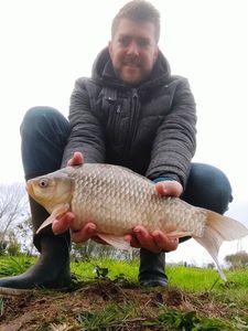 Crucian Carp