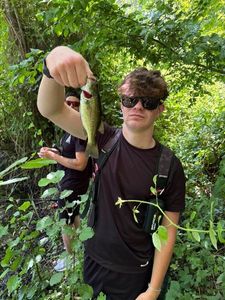 Largemouth Bass