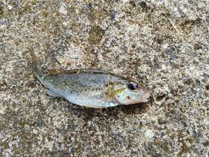 Ruffe