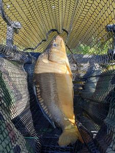 Mirror Carp