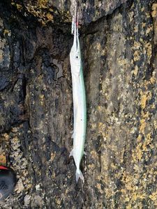 Garfish