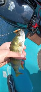European Perch